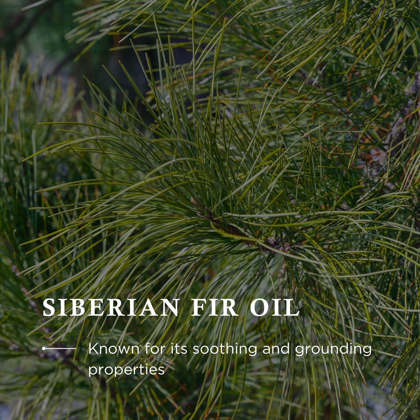 Wiberg's Pine Hand Wash - Wibergs