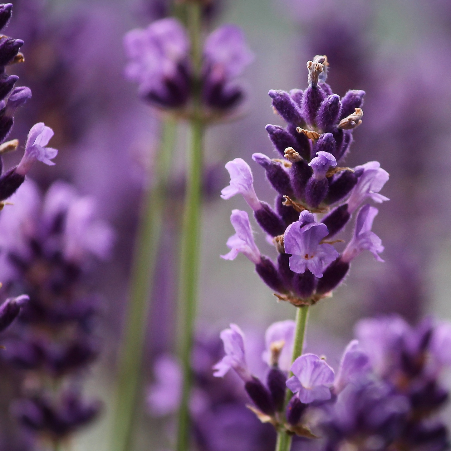 Wiberg’s Lavender Relaxing Bath & Shower Oil - Wibergs